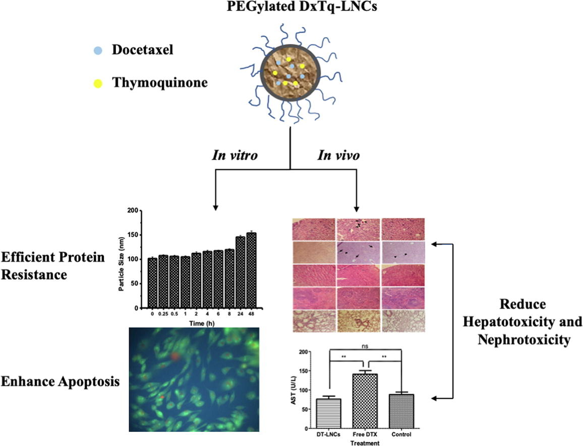 Co Encapsulation Of Docetaxel And Thymoquinone In Mpeg Dspe Vitamin E Tpgs Lipid Nanocapsules For Breast Cancer Therapy Formulation Optimization And Implications On Cellular And In Vivo Toxicity Pharma Excipients