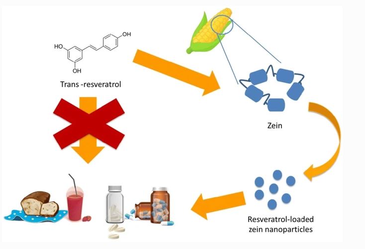 Zein nanoparticles as low-cost, safe, and effective carriers to