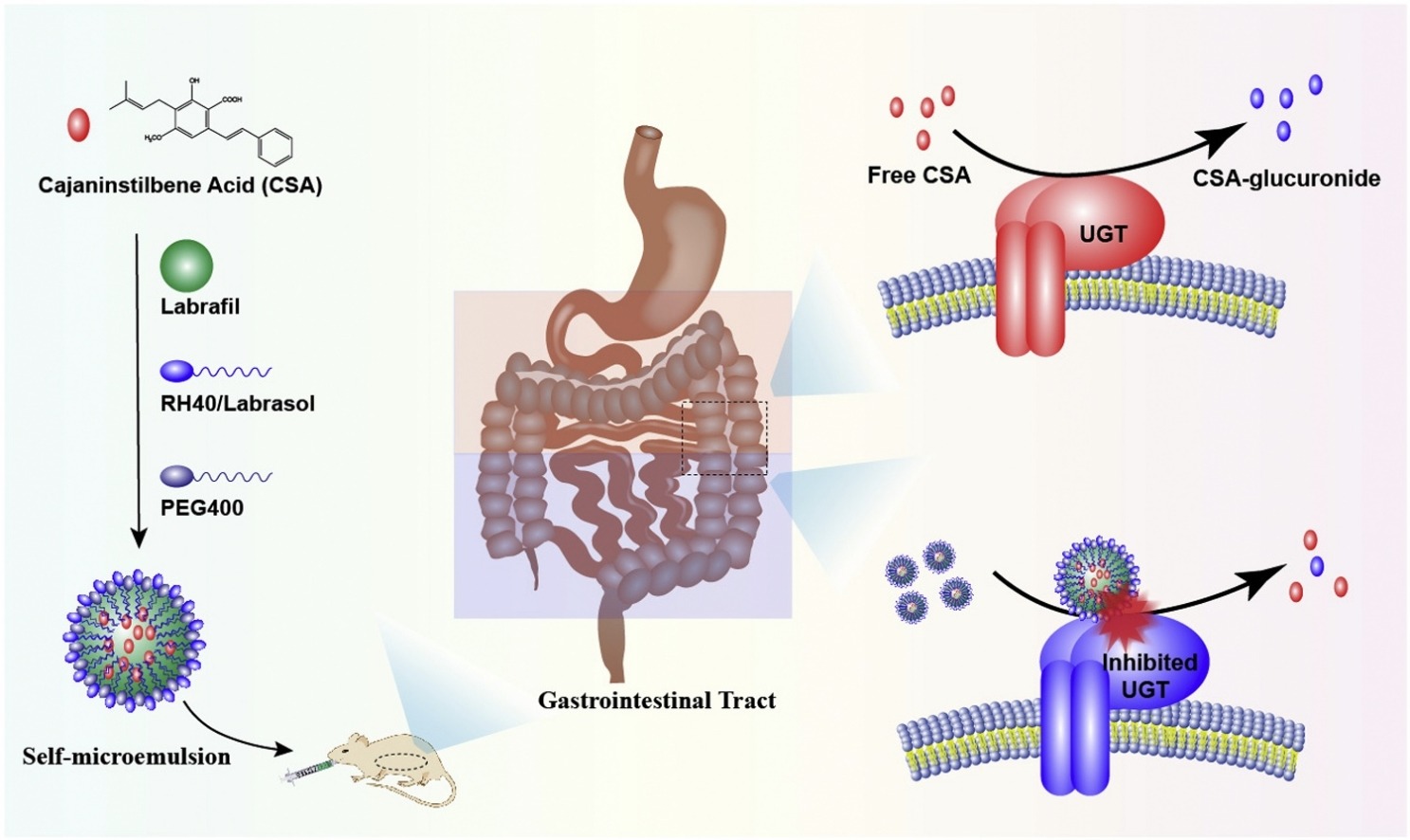 Enhancing in vivo oral bioavailability of cajaninstilbene acid using  UDP-glucuronosyl transferase inhibitory excipient containing  self-microemulsion | Pharma Excipients