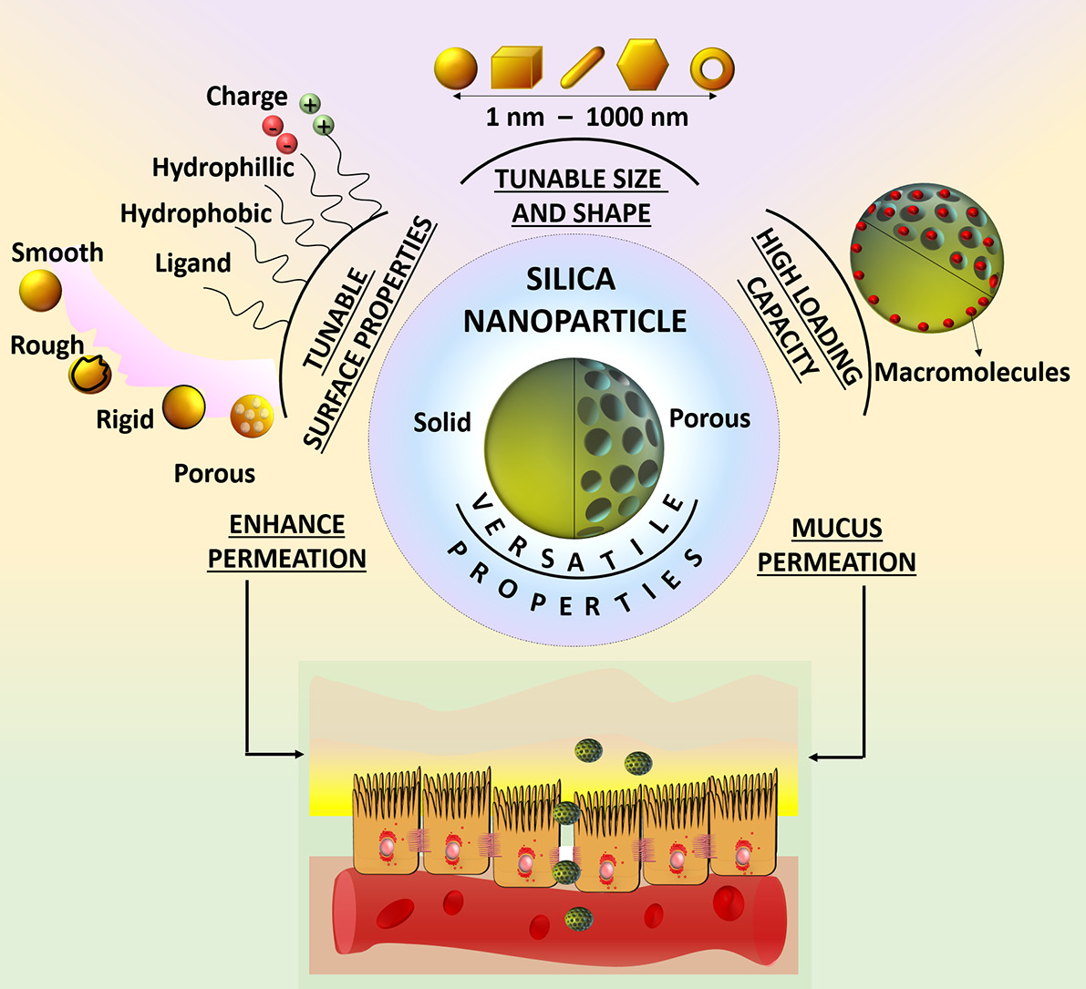 Silica Nanoparticles A Review Of Their Safety And Current 45 Off