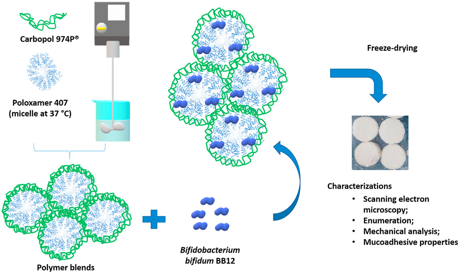 Mucoadhesive wafers for buccal delivery of probiotic bacteria