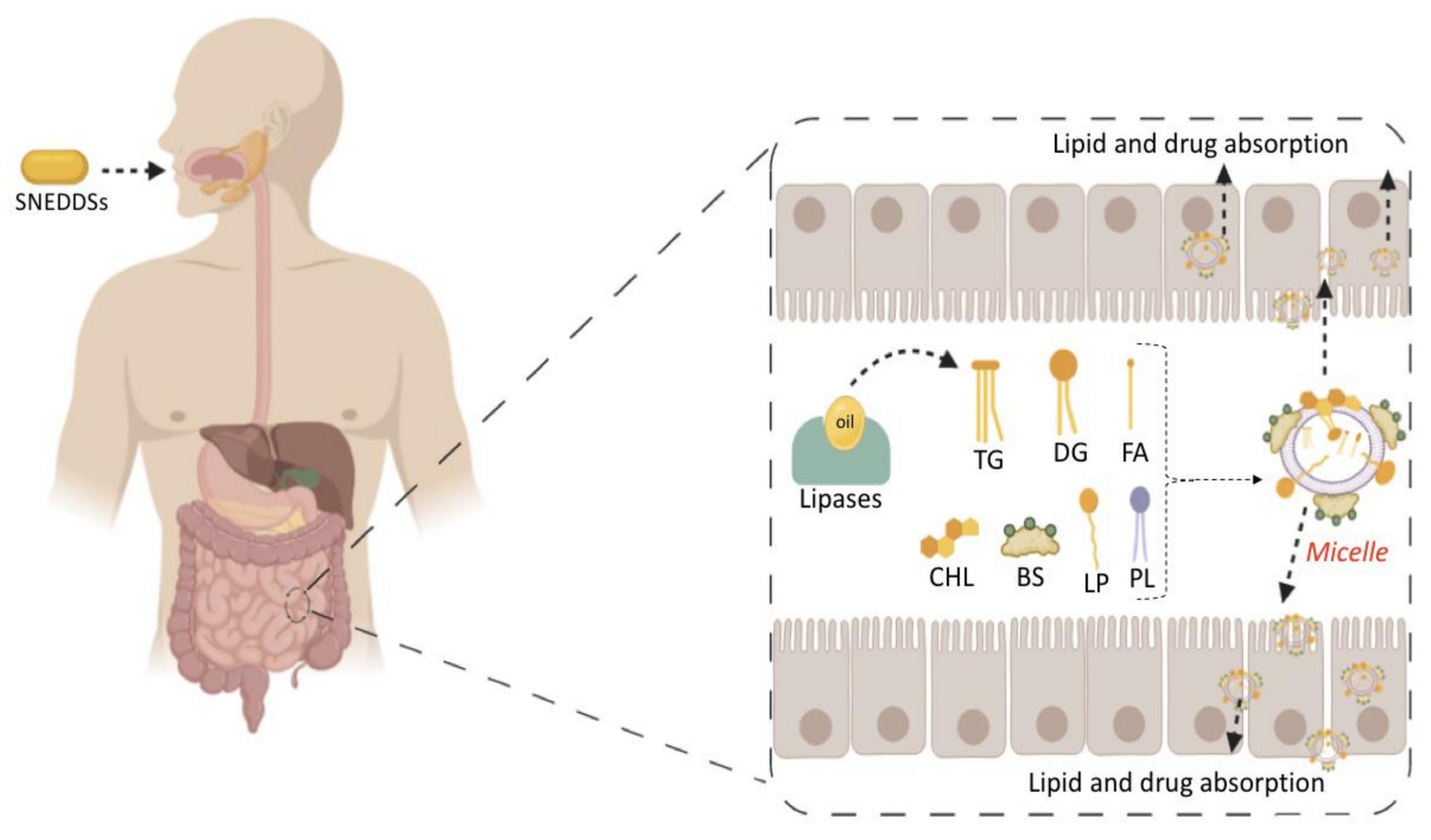 Self Nano Emulsifying Drug Delivery Systems From the Development