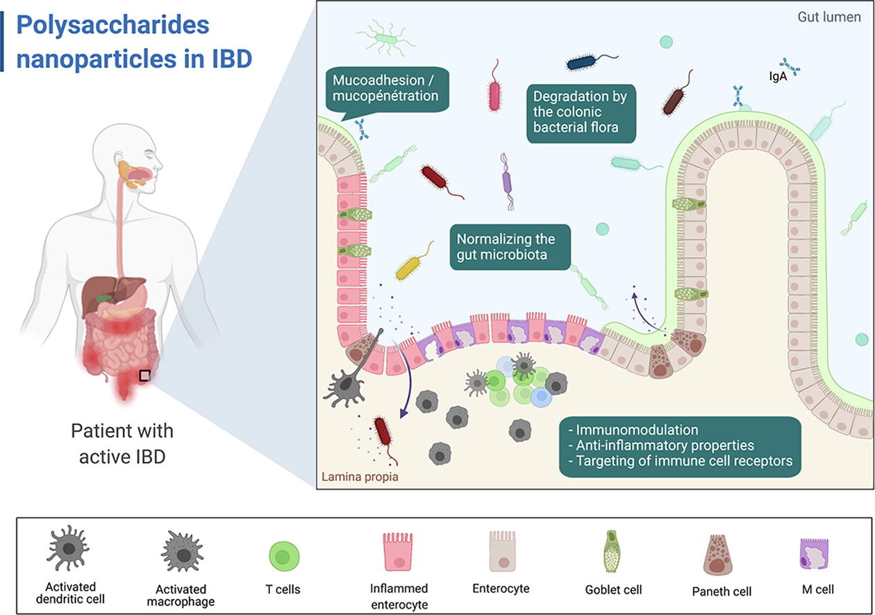 Advances In The Treatment Of Inflammatory Bowel Disease Focus On Polysaccharide Nanoparticulate