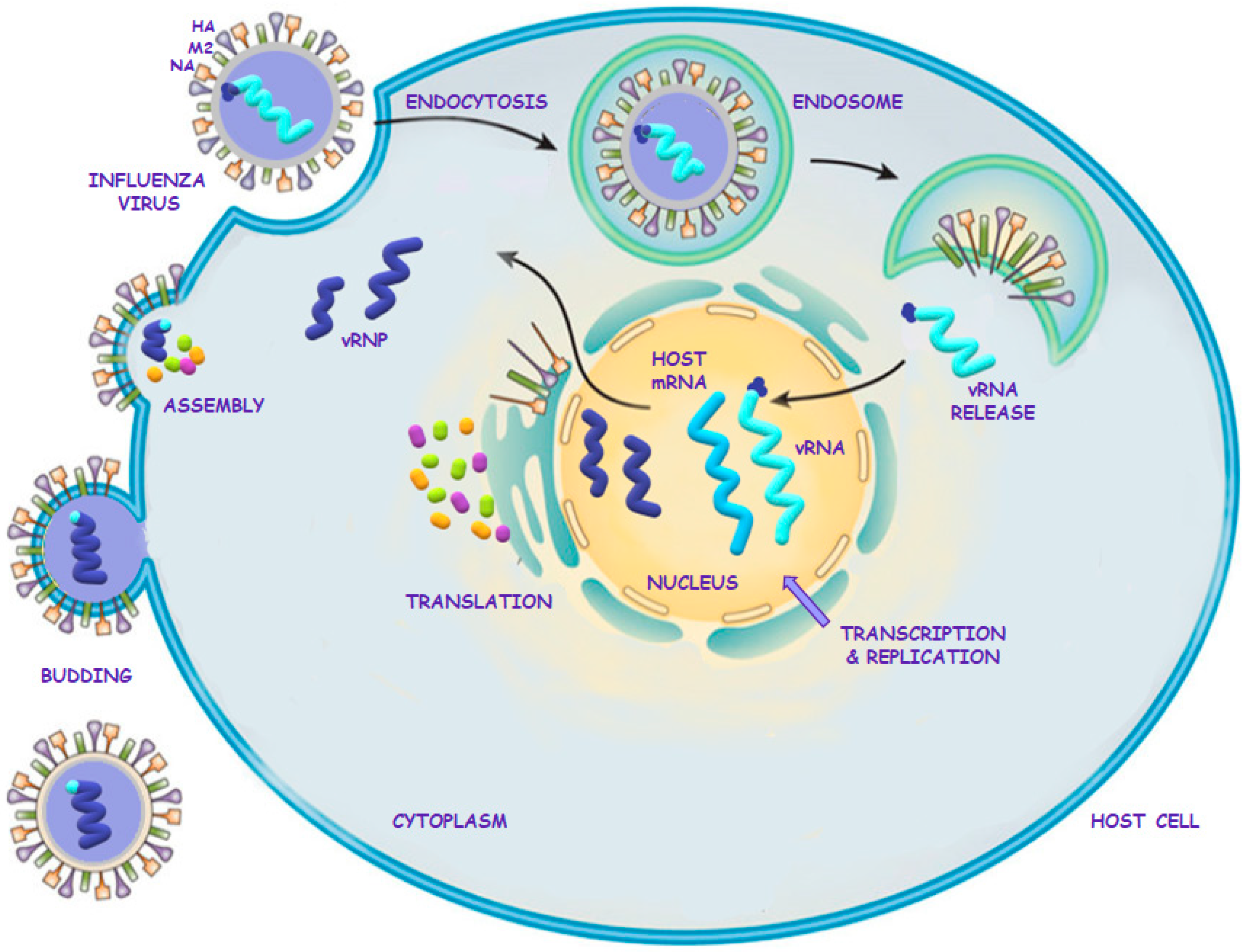 influenza virus life cycle