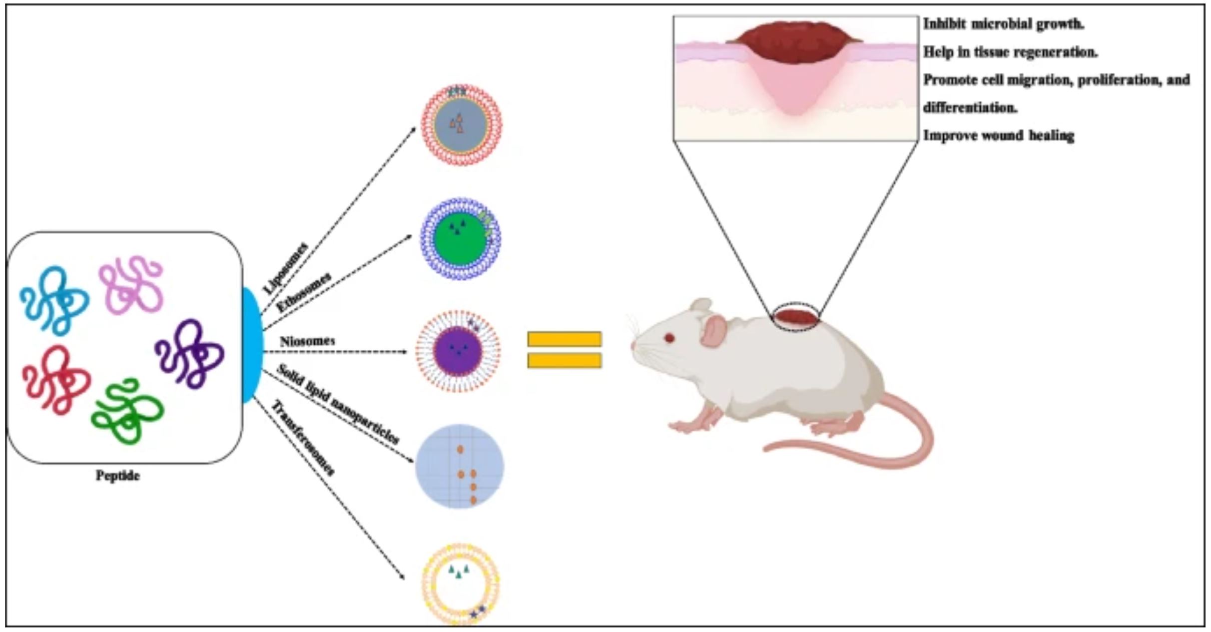 Therapeutic Potential of Nanocarrier Mediated Delivery of Peptides for ...